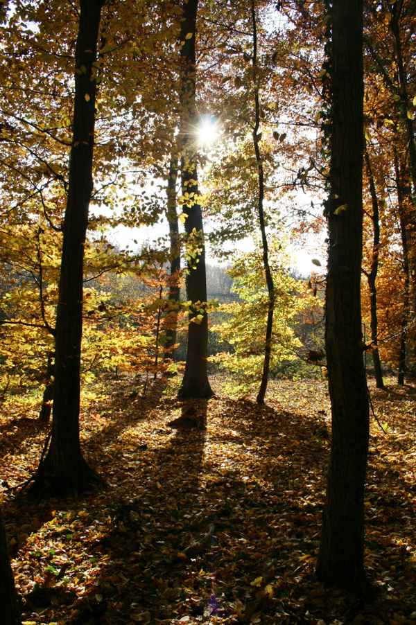 herbstwald