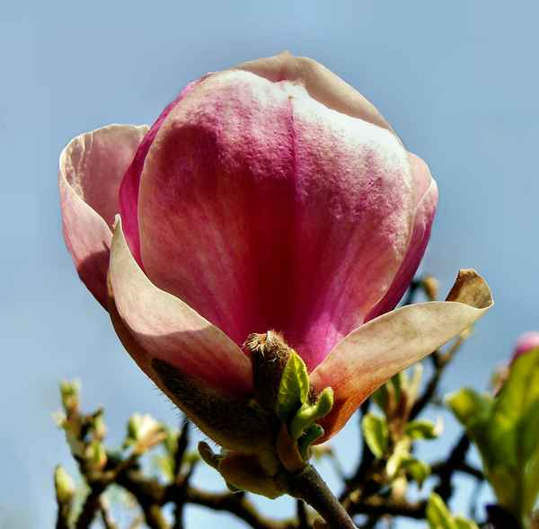 "Magnolienblüte"
