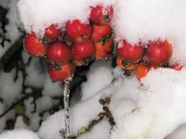 Winteräpfel
