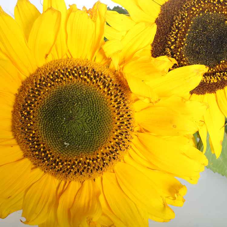 Sonnenblumen - Nahaufnahme