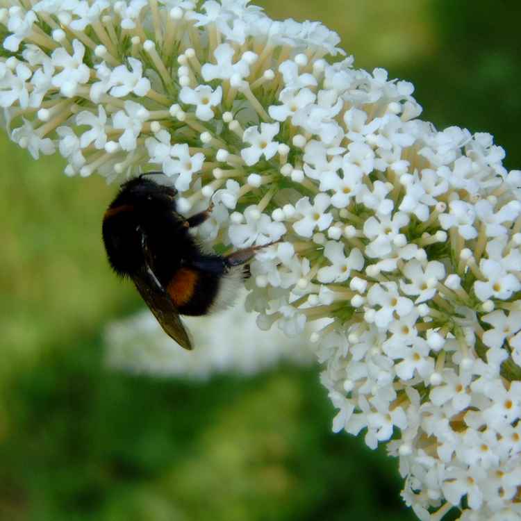 Biene auf Blüte