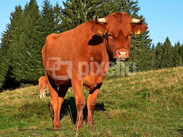 Kalb