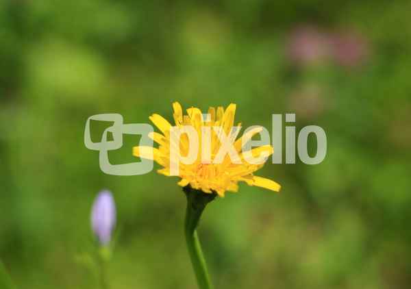 Wiesenbocksbart