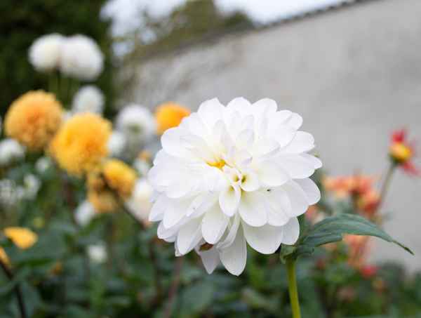 Weiße Blüte