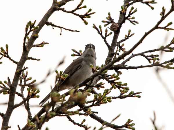 Schwarzes Käppchen_2
