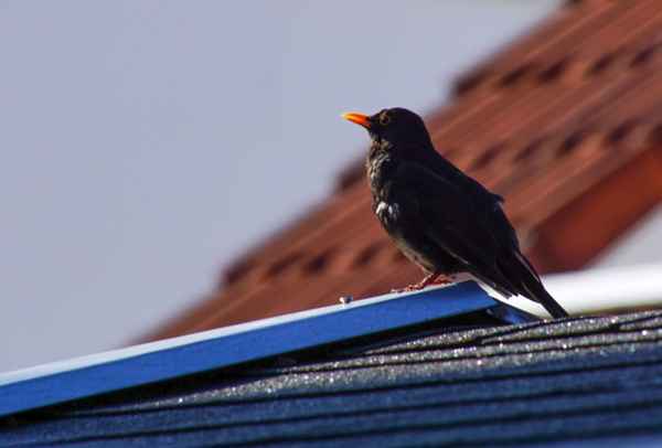 Schwarzdrossel beim Abendgesang