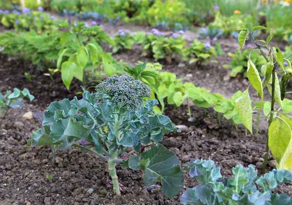 Broccoli im Garten