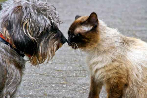 Tierfreundschaft