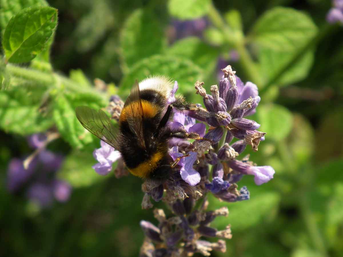 Hummel sitzt auf Flieder