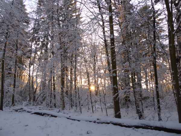 Abendsonne im Winterwald