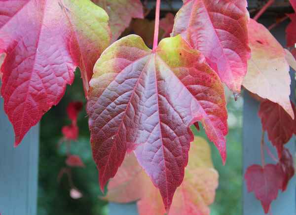 herbstlich gefärbte wilde Weinblätter