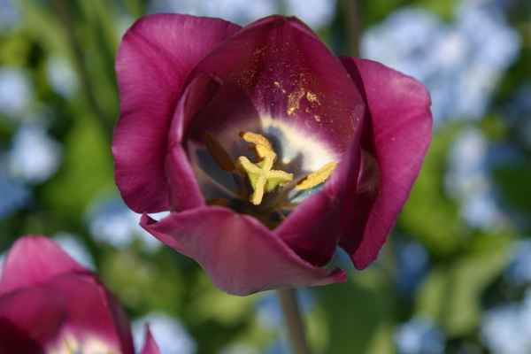 Tulpe violett