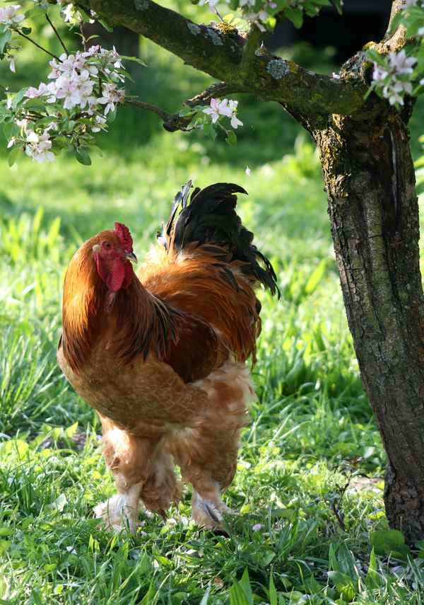 brahma-gockel unterm apfelbaum