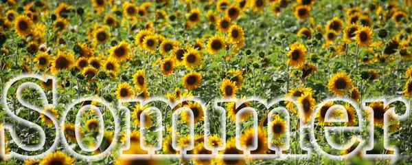 Sonnenblumen-Sommer