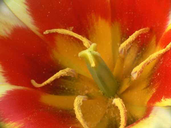 Tulpe  Makro
