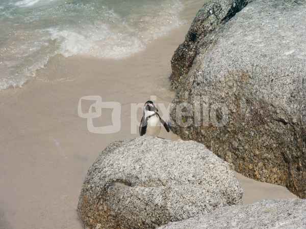 Brillenpinguin vom Kap