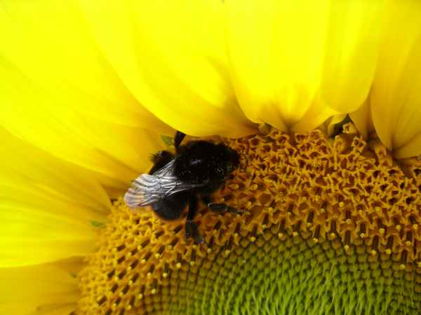Sonnenblume mit Hummel 3