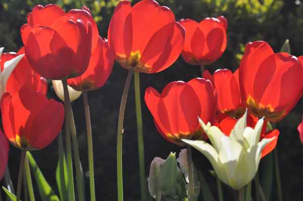Tulpen in der Abendsonne