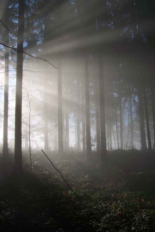 Herbstnebel