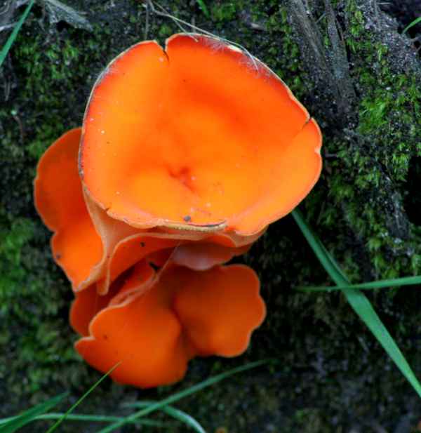 Gewöhnlicher Orangebecherling