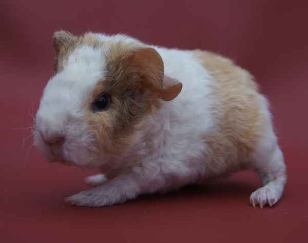 junges US Teddy Meerschweinchen