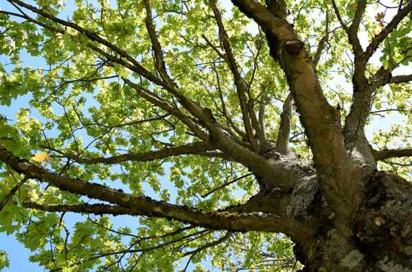 Wie viele Blätter trägt ein Baum?