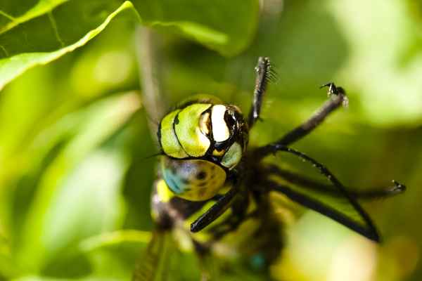 close up mit einer Lybelle