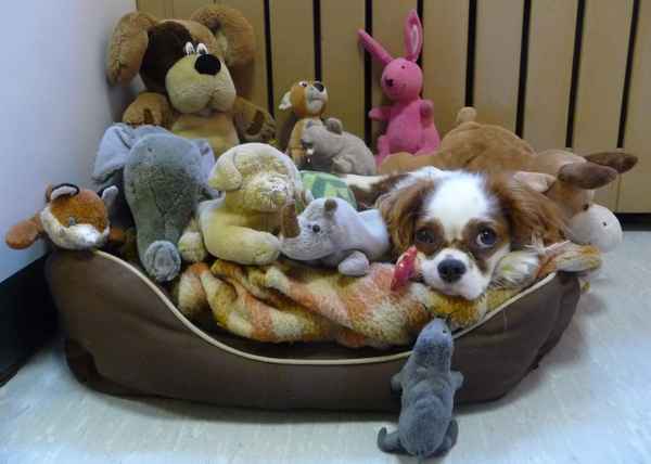 Suchbild: Wo steckt Oskar?