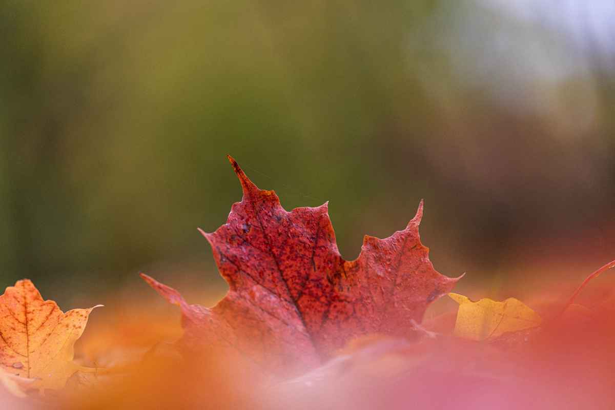 Acer Blatt
