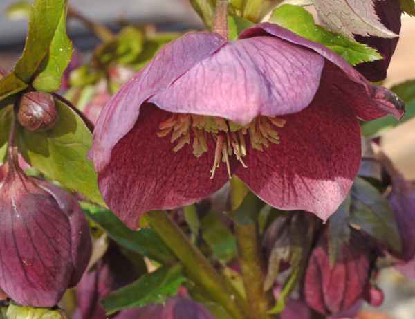 Christrose