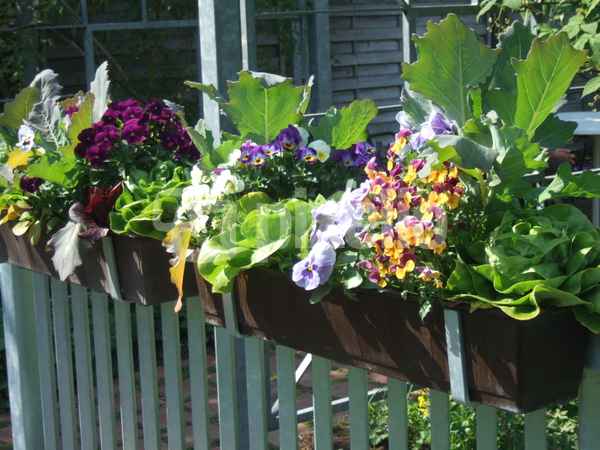 Blumen&Gemüse