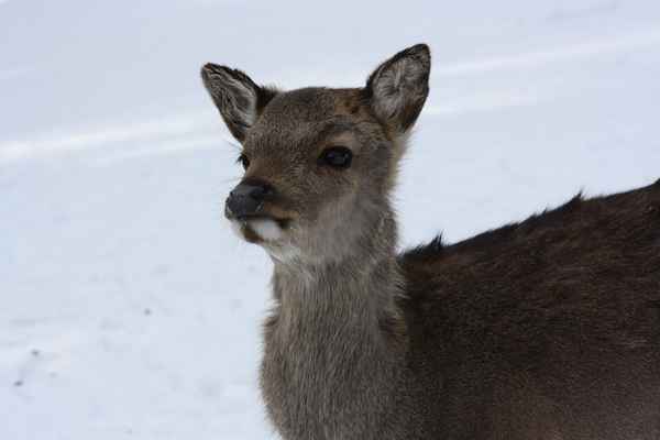 Deine braune Augen machen mich so.....