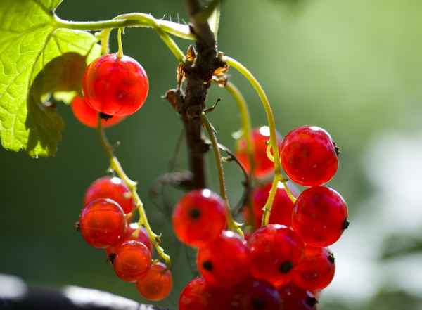 Johannisbeeren am Strauch 2