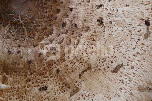 Textur Hutoberfläche vom Parasolpilz