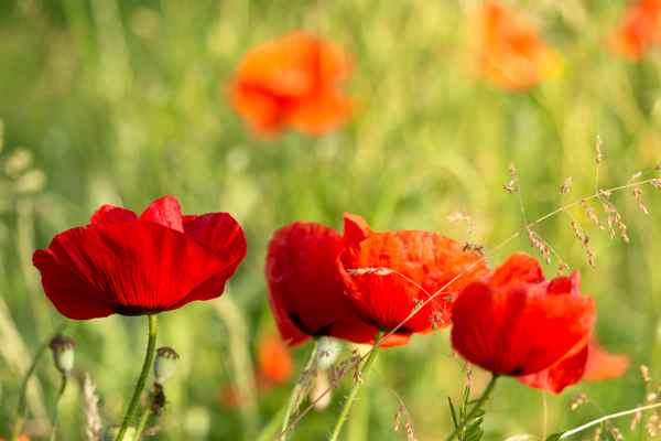 Mohn im Garten