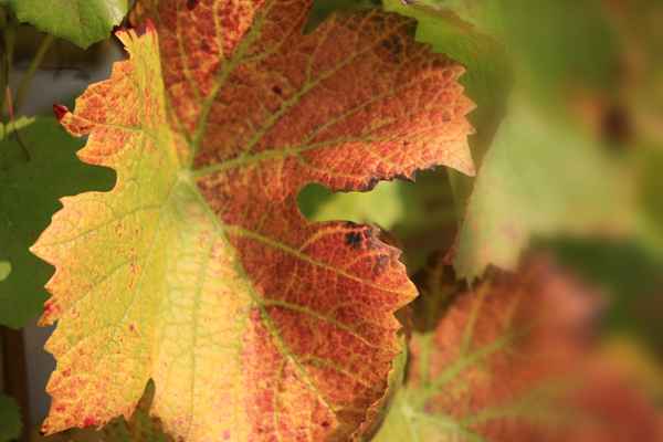 Weinblatt