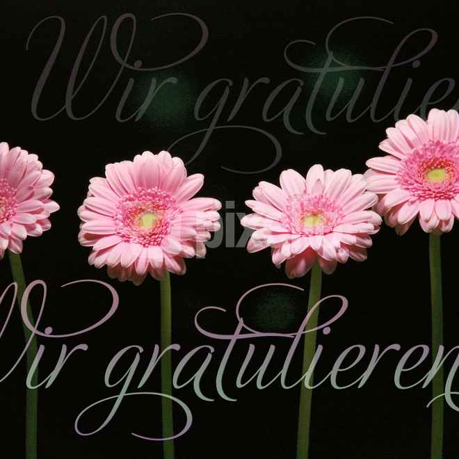Vier Gerbera mit Text
