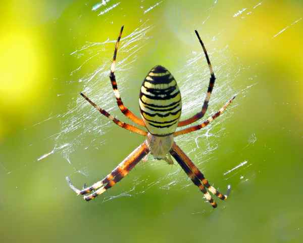 Wespenspinne im Gras