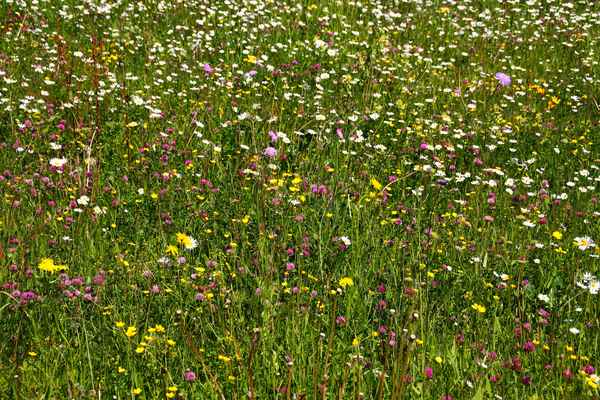 Die grüne Oase am Barmsee 08