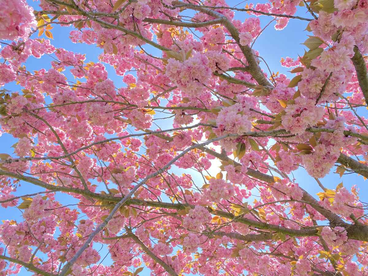 Kirschblüten / Foto: Alexander Hauk
