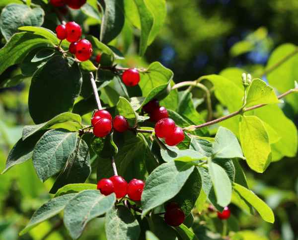 Die Gemeine Heckenkirsche