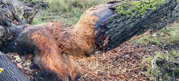 Da haate jemand großen Appetid