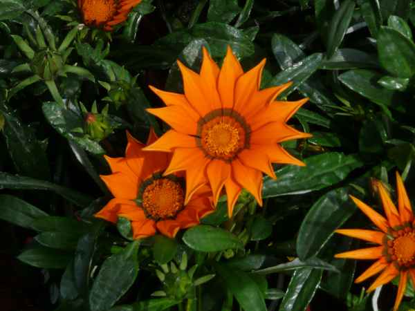 Blüte