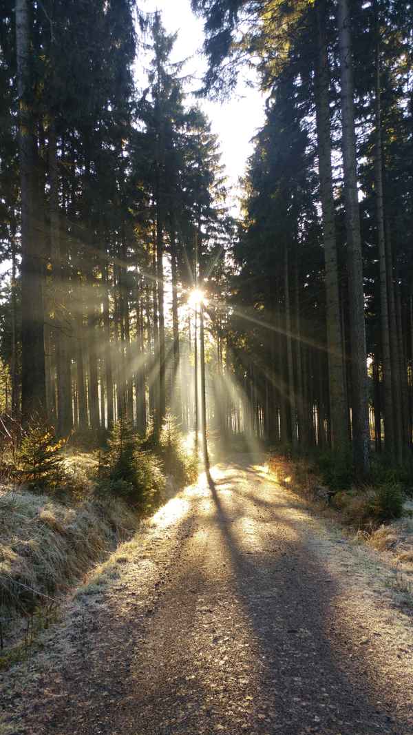 der Wald im Winter