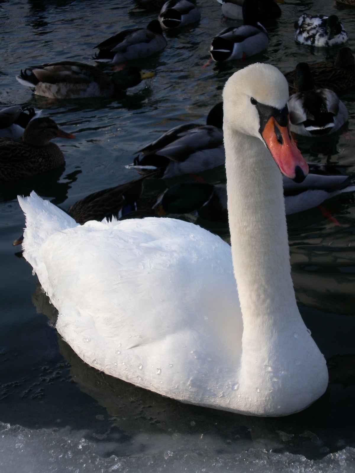 Schwimmende Eleganz