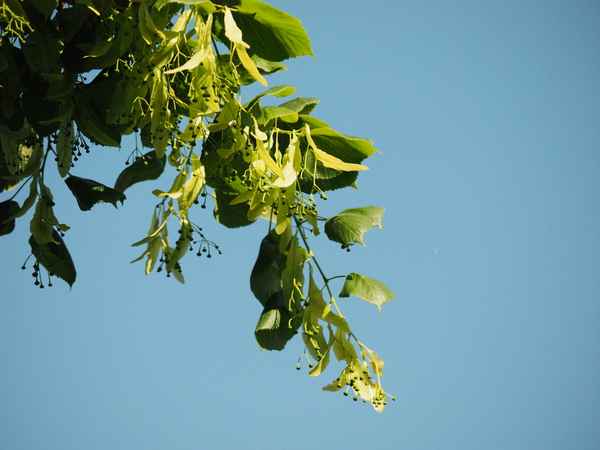 lindenblüten