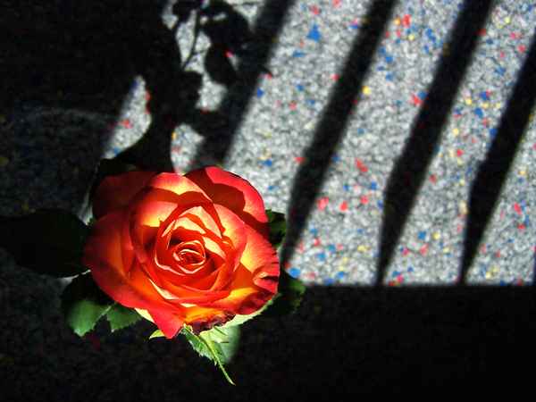 Schattenrose_1