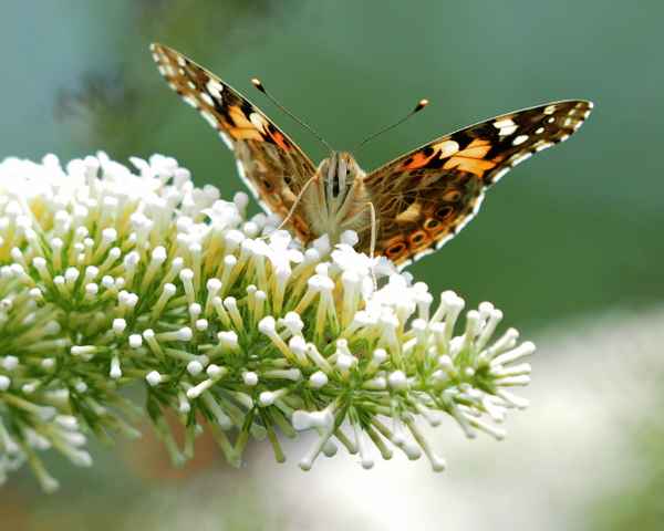 distelfalter auf sommerflieder