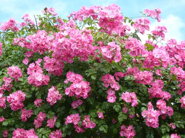 Schöne  Blumen