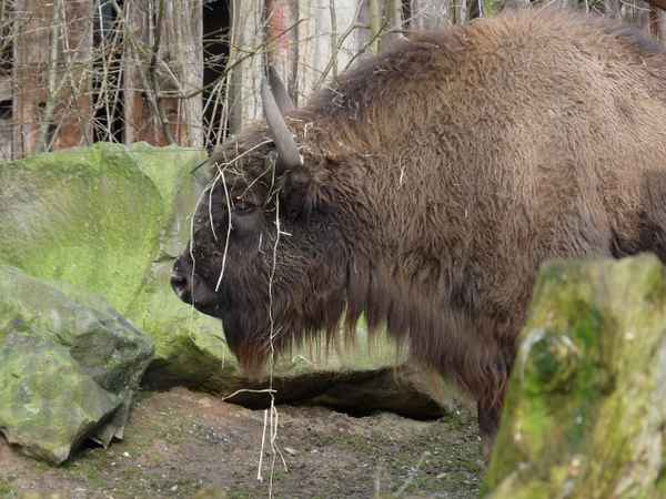 Wisent